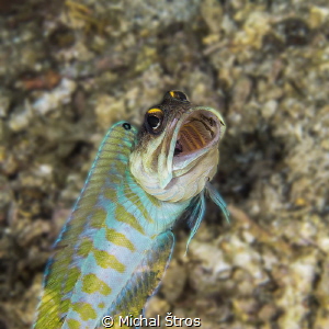Jawfish by Michal Štros 